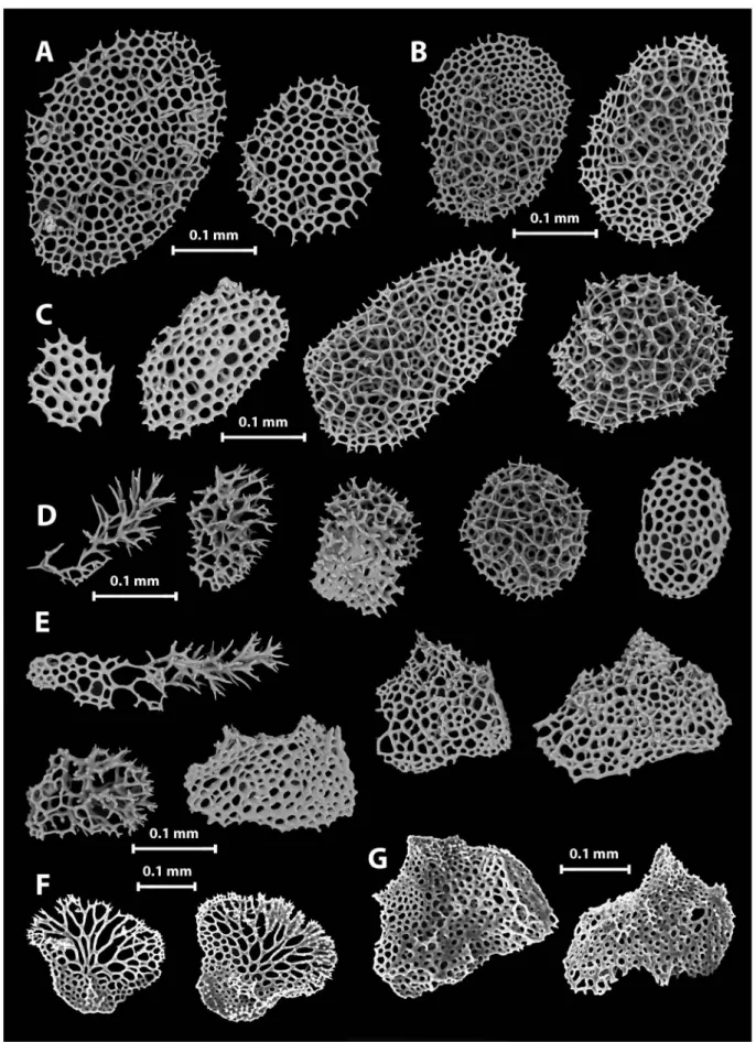 Fig. 3.  Hirsutocrinus duplex n. gen. and sp., holotype. A, Isolated plates from the sides of tegmen; B, plates from anal sac; C, plates from  tegmen top; D, plates from Brs 2–4; E, plates from Brs 5–8; F, typical (well developed) cover plates from pinnule