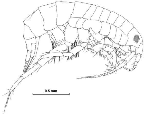 Fig. 11.  Paracalliope dichotomus Morino, 1991, A–D, male (OMNH-Ar-12087), 2.3 mm; E, ovigerous female (OMNH-Ar-12180), 1.8 mm; 