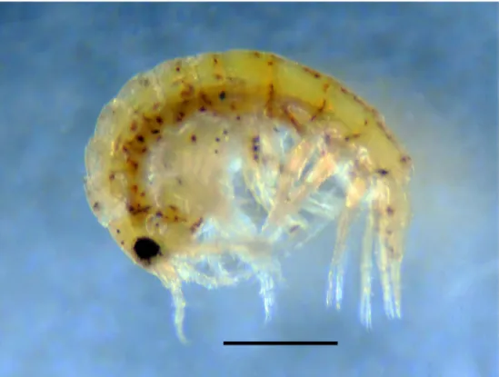 Fig. 12.  Paracalliope dichotomus Morino, 1991. Photograph of a fixed specimen (male, 3.5 hours after fixation) collected together with ex- ex-amined specimens (OMNH-Ar-12085–12091), most part of pereopod 7 lost