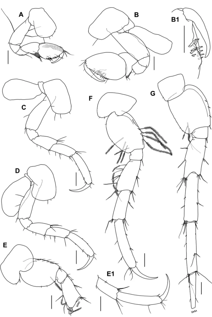 Fig. 4.  Mucrocalliope ryukyuensis sp. nov., A–G, holotype, male (OMNH-Ar-12077), 2.8 mm; E1, paratype, male (OMNH-Ar-12078),  2.5 mm