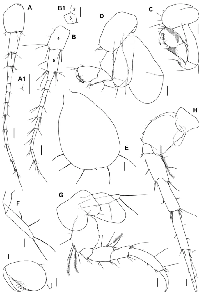 Fig. 7.  Mucrocalliope ryukyuensis sp. nov., A–H, paratype, ovigerous female (OMNH-Ar-12081), 2.3 mm; I, paratype, male (OMNH- (OMNH-Ar-12083), 2.1 mm