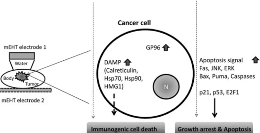 Fig. 3.  Possible mechanism of immunogenic cell death and apoptosis induced by  mEHT (modulated electro-hyperthermia).