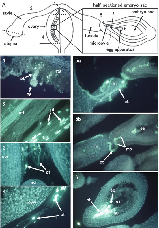 Fig. 2.   Fluorescence microscopic observations of the pollen-tube elongation in the pistil of ‘Summer Queen’ passion fruit