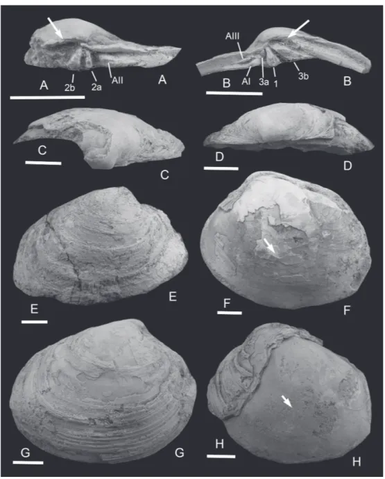 Fig. 5. Fossil shells of Saxidomus.  A–D,  F–H.  Saxidomus purpurata (Sowerby) from the Tatsunokuchi  Formation at Goroku misidentified as Macrocallista brevisiphonata (Carpenter) by Nomura (1938); SM 2277  [= NMNS PM 18148]; A, hinge of left valve; B, hin