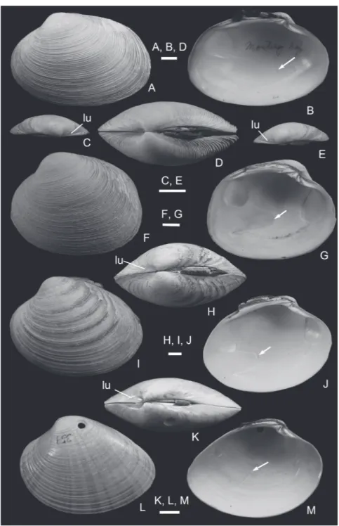 Fig. 2. Recent shells of Saxidomus,  Ezocallista and Callista.  A,  B,  D.  Saxidomus nuttalli Conrad, IGPS  112411, Loc