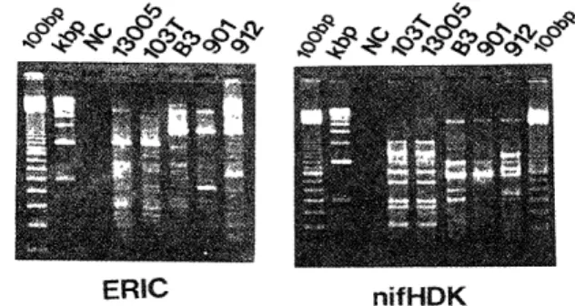 Fig 2.DNA band patterns  oi'  strains iso[ated t'rom a ficld soil by PCR   with nifHDK primer.