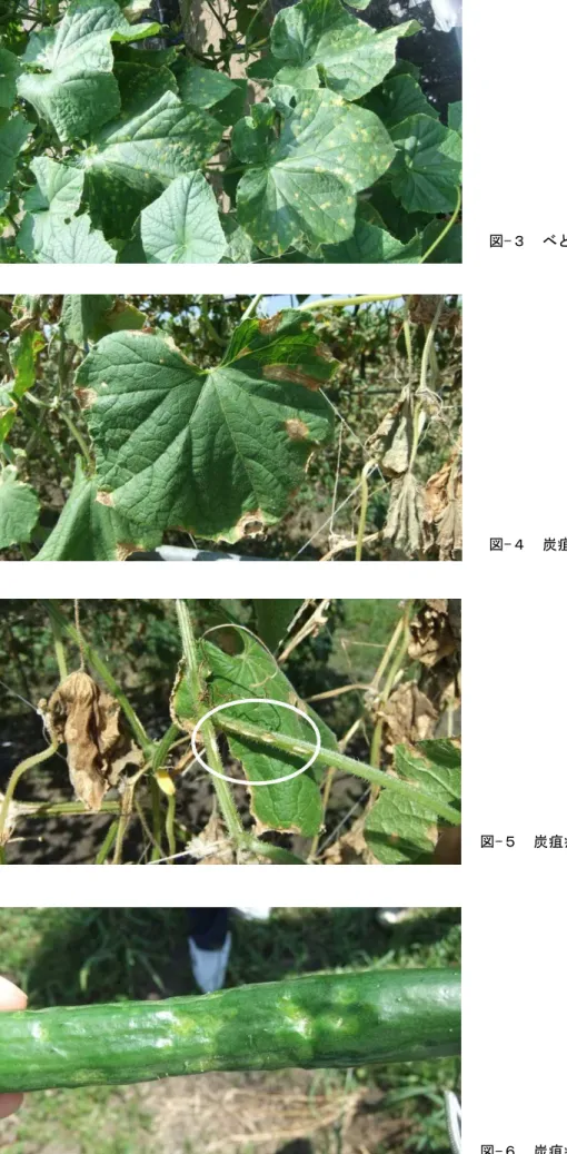 図 -５ 炭 疽病 の発 病茎