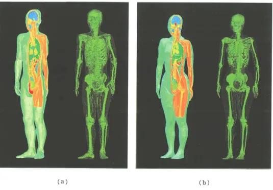 Fig.  3  Developed  tissue‑identified  vosel  models.