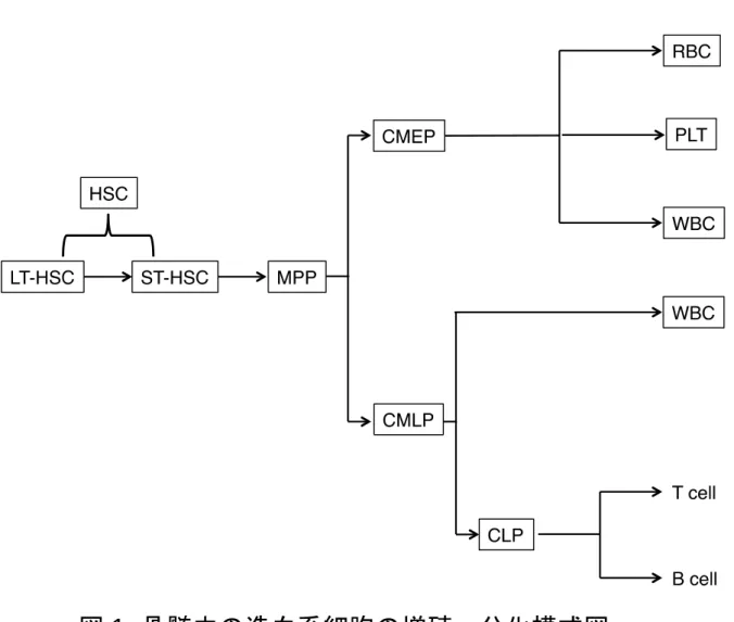 図 1. 骨髄中の造血系細胞の増殖・分化模式図 
