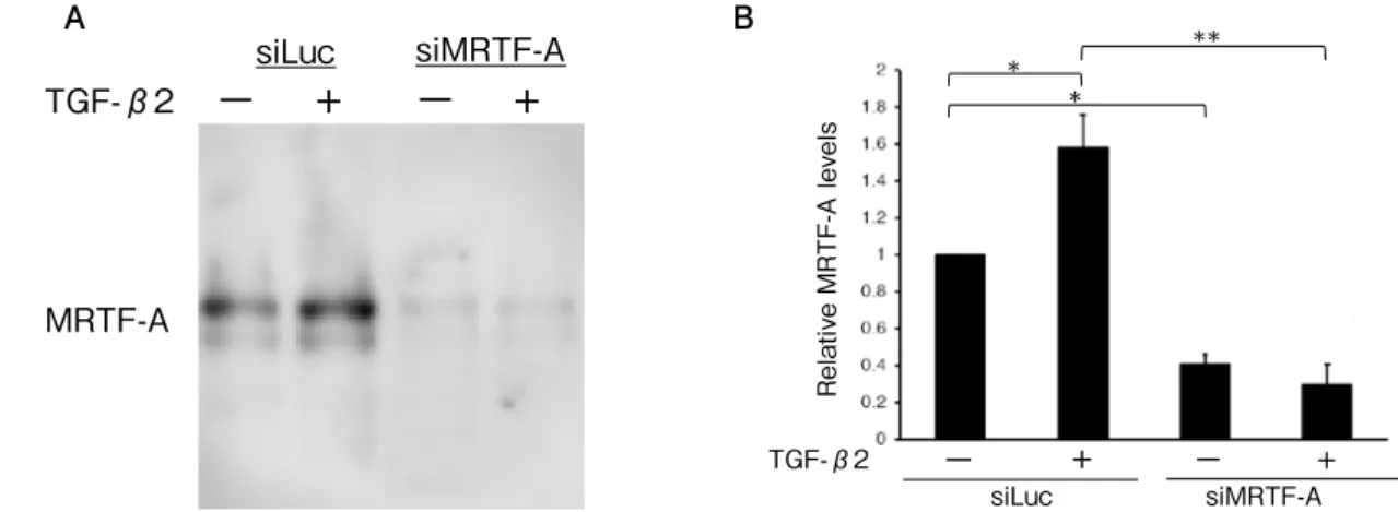 Fig. 3.  Effects of MRTF-A on α -SMA and type I collagen expressions in ARPE-19 cells treated with  TGF-β2 (p < 0.0001, p < 0.0001, ANOVA, respectively)