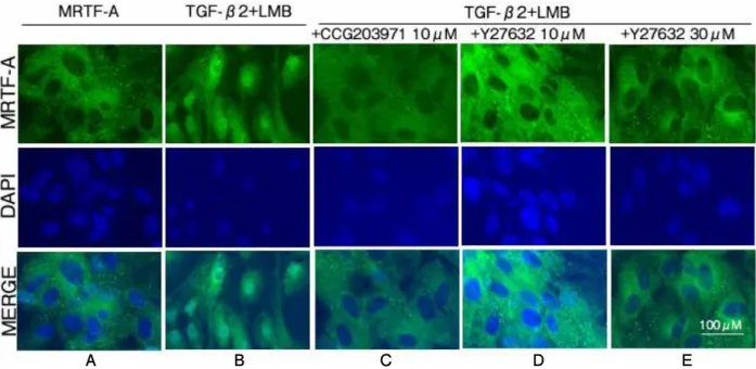 Fig. 6. Quantification and comparison of intracellular MRTF-A translocation in ARPE-19 cells stimulated by  TGF-β2