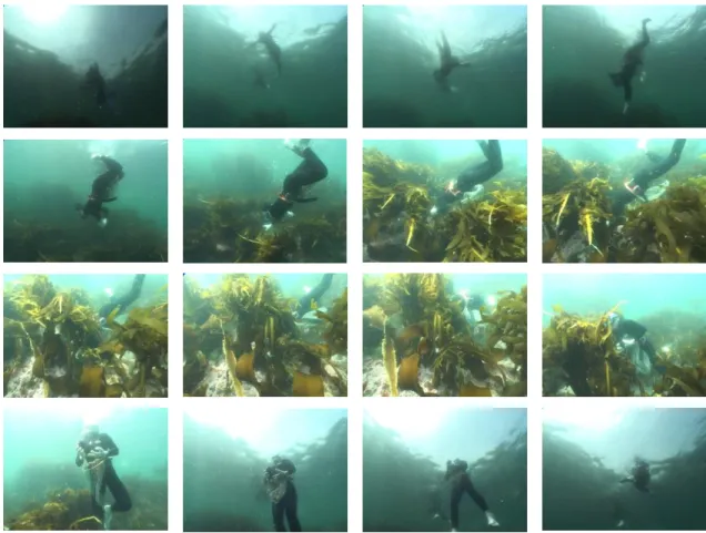 図 2.3.1.1  北限の海女の探索・潜水・海産物採取・浮上の様子 