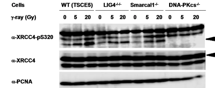 図 III-1  ヒトリンパ球株化細胞 TK6 由来細胞群における XRCC4 Ser320 のリン酸化状態のウェ スタン・ブロッティングによる解析