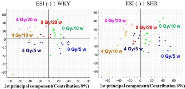 図   III- 5     左は WKY、右は SHR の放射線（0Gy および 4Gy）照射後 5 週目、10 週目および 20 週 目の血清中の代謝物の LC-MS スペクトルを用いた主成分分析結果 また、照射後の期間別に、判別分析を用いて放射線照射によって有意に変動したピークを調べ たところ、5 週目， 10 週目，20 週目でそれぞれ約 5,000 本、 3,600 本、 750 本が抽出された。この 結果から照射後から時間が経つにつれて変動ピークの数が少なくなる傾向が明らかとなった。と くに胆汁