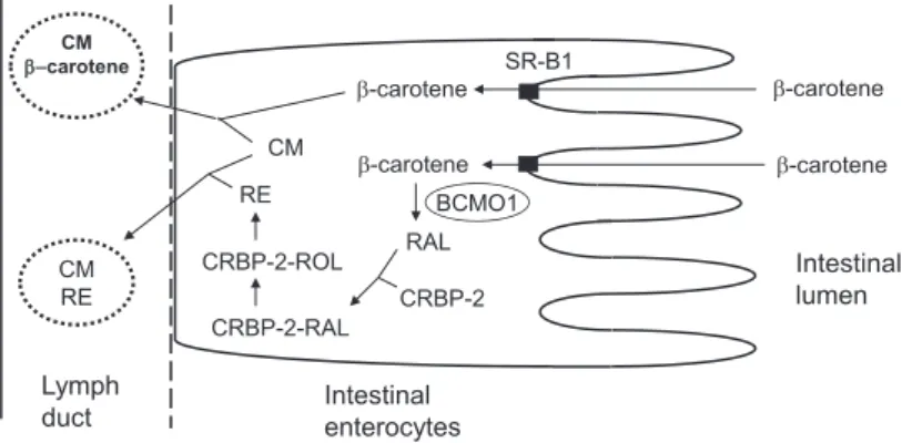 Fig. 1  Cellular uptake and transportation of dietary β-carotene in the enterocyte.
