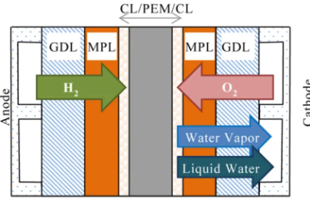 Fig.   1  Schematic of the polymer electrolyte fuel cell consisting of  the MPL (microporous layer), GDL (gas diffusion layer), CL  (catalyst layer), and PEM (polymer electrolyte membrane)