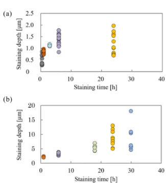 Fig.   5  Dependence of the staining depth on staining time: (a) RuO 4