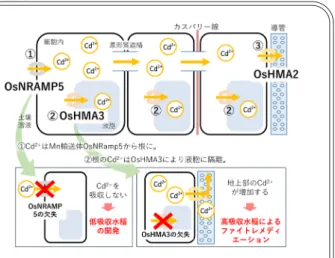 図 1 ■ チェルノブイリ原子力発電所事故と福 島第一原発事故の違い チェルノブイリ原子力発電所の事故では格納 容器自体が爆発し，炉心が露出状態となった ため，高沸点の（重い）放射性核種までが放 出された．それに対し，福島第一原発では格 納容器から漏れ出た低沸点の放射性核種が原 発から放出され，短寿命の核種が減衰した現 在では放射性セシウム（ 134,137 Cs）が環境中に 残留している．この放射性セシウムによる外 部被ばく，食品を通した内部被ばくが問題と なる．日本農芸化学会●化学と生物 放射性セシウム