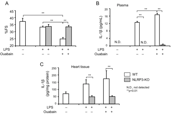 図 4. Ouabain は NLRP3 インフラマソームを介して心機能を低下させる  カスパーゼ -1は，IL-1β変換酵素（ICE：IL-1β-converting  enzyme）と呼ばれたプロテアーゼであることから，活性化さ れると IL-1βを前駆体から成熟型へとプロセシングして放 出 し ， 炎 症 反 応 を 惹 起 す る 。 こ の 転 写 レ ベ ル で の por-IL-1β合成とインフラマソーム活性化によるタンパク質 レベルでのプロセシングという 2段階での制御を受けてい る IL-