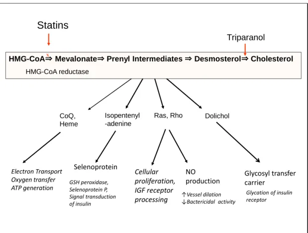 Figure 1   Pleiotropic effects of prenyl (isoprenyl) intermediates in cholesterol  biosynthesis on diabetes mellitus