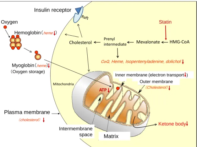 Figure 2  Statins impair mitochondrial functions 
