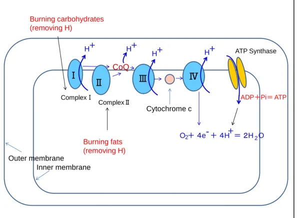Figure 3 Mitochondrial electron transport chain and the coupled oxidative  phosphorylation system to synthesize ATP 