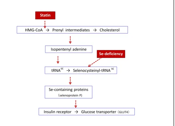 Figure 4 Statins and selene-deficiency enhance the development of insulin resistance  through decreased seleno-protein 