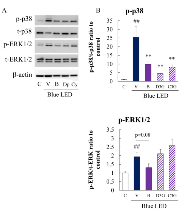Fig. 5  Effects of bilberry extract or its anthocyanin constituents on blue LED light-induced activation of p38 MAPK  and ERK 1/2 in HCE-T cells