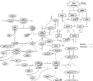 Figure 1 Reaction scheme of the cell cycle regulatory system and the p53 signaling network