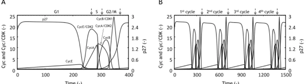 Figure  2  Time  courses  of  CycE,  CycA,  CycB,  CycE/CDK2,  CycA/CDK2,  CycB/CDK1  and  p27  levels  without  DNA damage (Damage level=0) for one cycle (A) and four cycles (B)