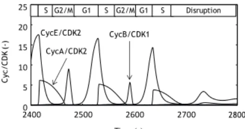 Figure 5 Time courses of CycE/CDK2, CycA/CDK2 and CycB/CDK1 in case of multiple p53 pulses