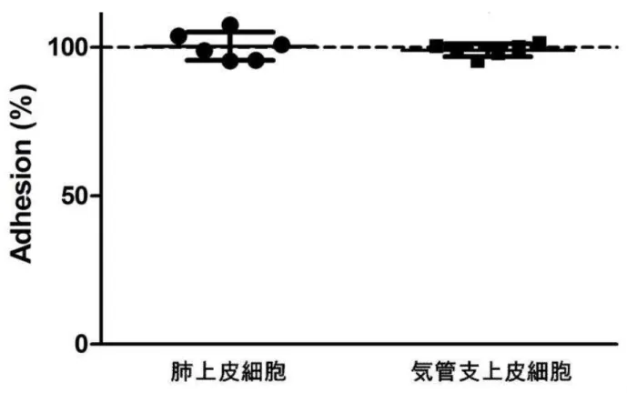 Fig  1 3.  ル ミ フ ラ ビ ン が 百 日 咳 菌 の 培 養 細 胞 へ の 付 着 性 に お よ ぼ す 影 響   百 日 咳 菌 東 浜 株 を 肺 上 皮 細 胞 ( A549 細 胞 ) 、 お よ び 気 管 支 上 皮 細 胞 (BEAS -2B 細 胞 ) に 感 染 さ せ ( MOI=5 )、 100  µ g/mL ル ミ フ ラ ビ ン 含 有 HBSS (-)中 で 5% CO 2 存 在 下 36.5 ℃ で 2 時 間 培 養 後 、 各 種 細 胞 に 付 