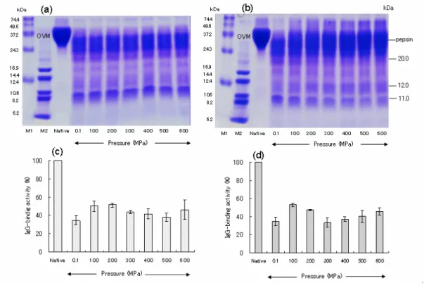 Fig. 2.  Effect of combined high-pressure /peptic treatment on OVM with respect to hydrolysis and  binding activity to rabbit anti-sera against OVM