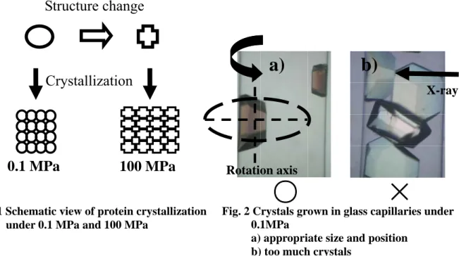 Fig. 1 Schematic view of protein crystallization          under 0.1 MPa and 100 MPa   