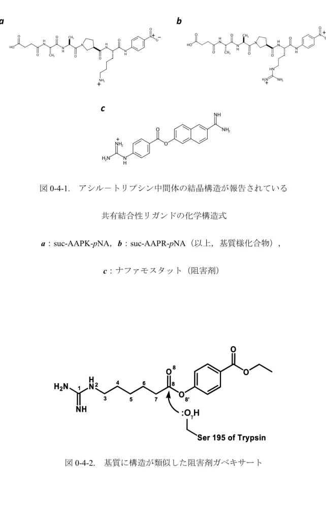 図 0-4-1.    アシル－トリプシン中間体の結晶構造が報告されている  共有結合性リガンドの化学構造式  a：suc-AAPK-pNA，b：suc-AAPR-pNA（以上，基質様化合物），  c：ナファモスタット（阻害剤）  図 0-4-2