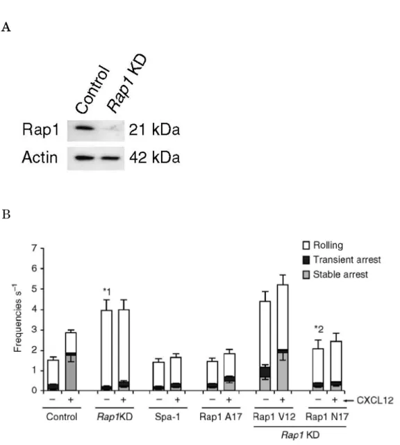 Figure 1-1. Rap1 欠損 BAF/LFA-1/L-selectin 細胞の rolling の亢進 (A) Scramble (Control)  または Rap1a/b (Rap1KD)  標的 short hairpin RNA  (shRNA)  を形質導入した BAF/LFA-1/L-selectin 細胞の可溶化液を抗 Rap1 抗 体で免疫ブロットした 