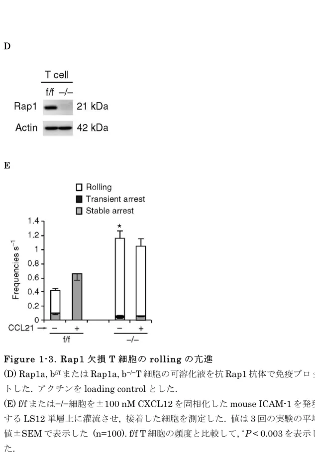 Figure 1-3. Rap1 欠損 T 細胞の rolling の亢進