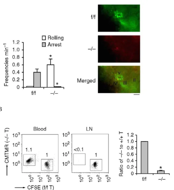 Figure 2-1. Rap1 欠損によるリンパ節への homing 低下