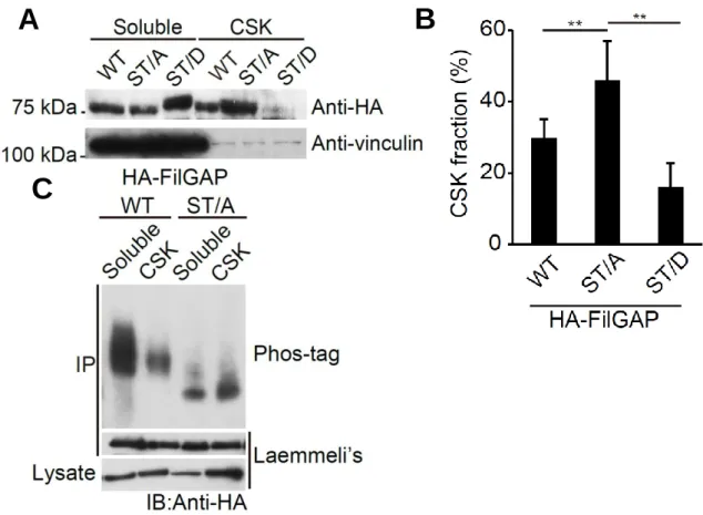 FIGURE  2-1.    Phosphorylation  of  FilGAP  regulates  its  cellular  localization.  A,  HEK  cells  were  transfected  with  HA-tagged  wild-type  FilGAP,  non-phosphorylatable  ST/A,  or  phosphomimetic  ST/D  FilGAP  mutant