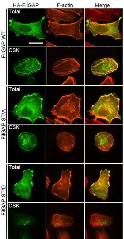 FIGURE  3.  Sub-cellular  localization  of  FilGAP.  A7  cells  were  transfected  with  HA-tagged  wild-type (WT) FilGAP, non-phosphorylatable (ST/A), or phosphomimetic  (ST/D)  FilGAP  mutant