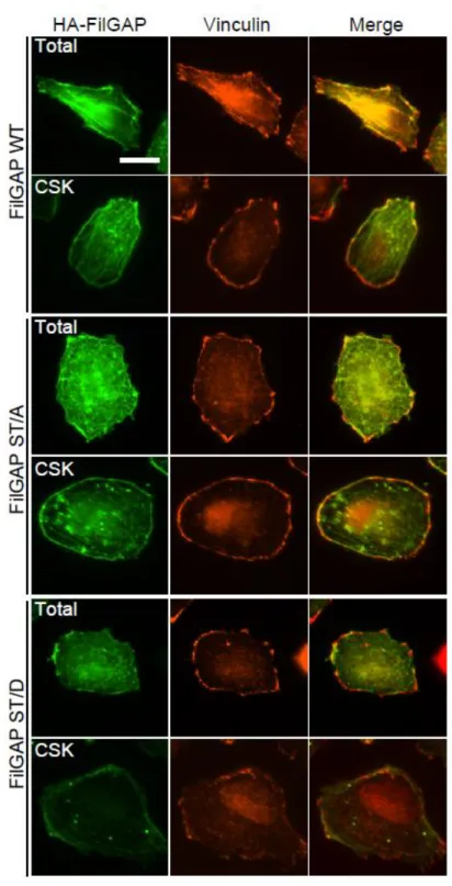 FIGURE  4.  Sub-cellular  localization  of  FilGAP.  A7  cells  were  transfected  with  HA-tagged  wild-type (WT) FilGAP, non-phosphorylatable (ST/A), or phosphomimetic  (ST/D)  FilGAP  mutant