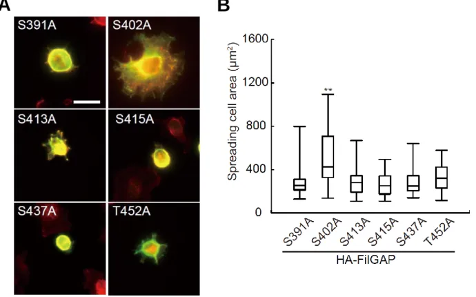 FIGURE 5-2. Identification of Serine 402 of FilGAP as a critical phosphorylation  site  to  regulate  FilGAP  activity