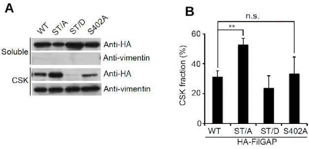FIGURE 5-3. Multiple phosphorylation is necessary for translocation of FilGAP. A,  A7  cells  were  transfected  with  HA-FilGAP  constructs  (wild-type,  ST/A,  ST/D,  or  S402A)