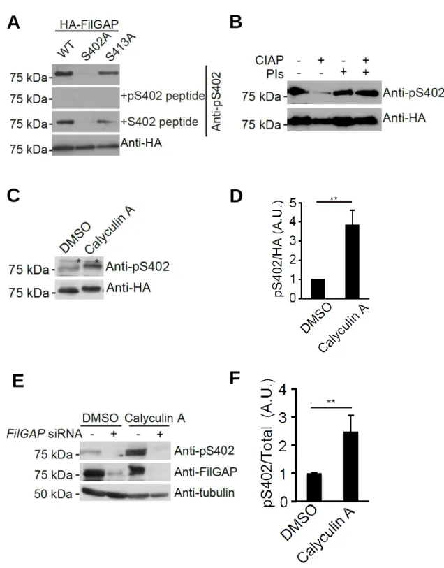 FIGURE  6-1.  Characterization  of  anti  FilGAP  phosphorylated  at  Ser  402  antibody.A, A7 cells were transfected with HA-FilGAP constructs (wild-type, S402A,  or S413A)