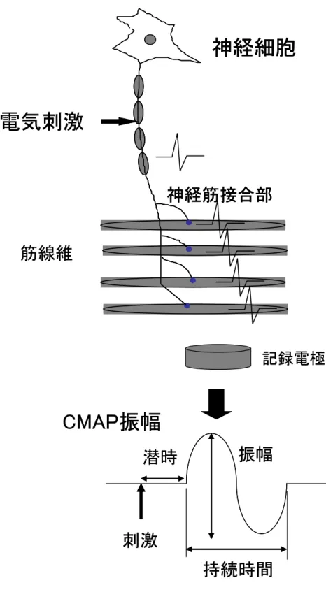 図  1．  CMAP の原理 