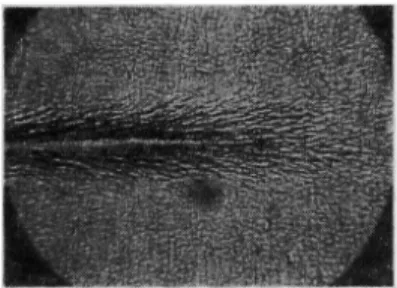 Fig.  6.  Polarized  light  photograph  of  near  the surface  of macrocrack  in  bending  fatigued  nylon 6  specimen  (×200)