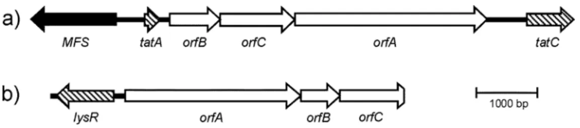 Fig. 3 Diagram of the arrangement of the genes encoding the subunits (A, B and C) of DMSO-reductase family proteins  obtained with a) iron-induced cells and b) sulfur-induced cells of S