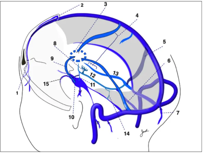 Fig. 1  Cranial venous system showing major variations and communication between each system