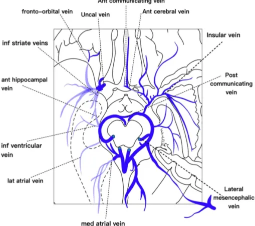 Fig. 3  The system of the basal vein of Rosenthal(BVR).  On the right side the 1 st  and 2 nd  segment is absent