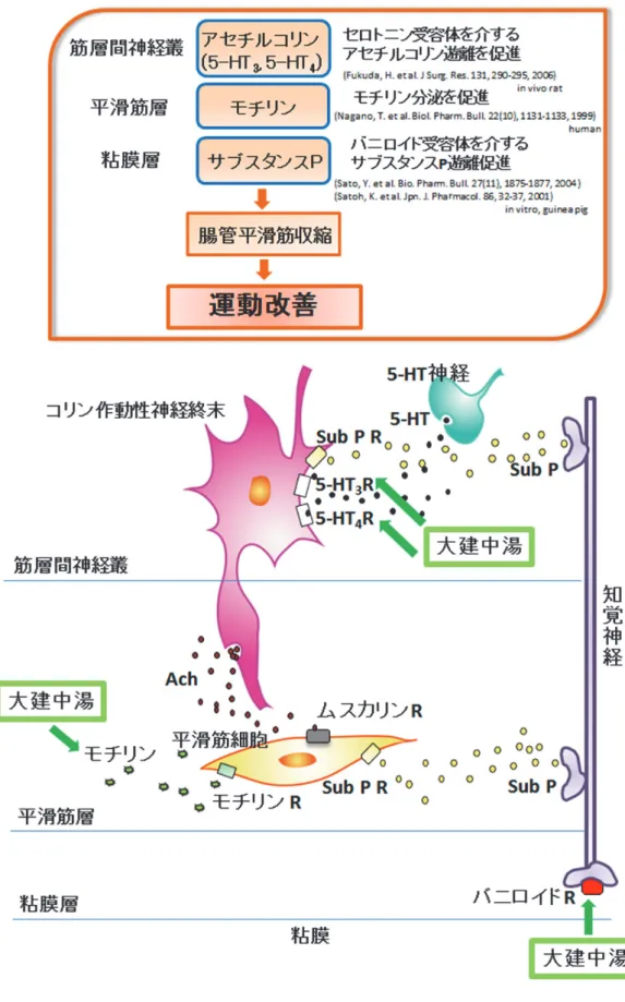 図 7.  ⼤建中湯の運動亢進作⽤のメカニズム